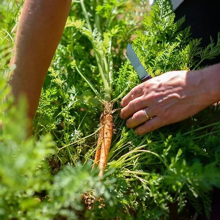 Stermasi Maranovići